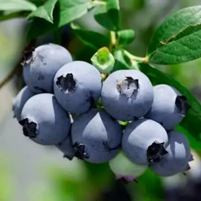 Голубика СИЕРРА в Солигорске