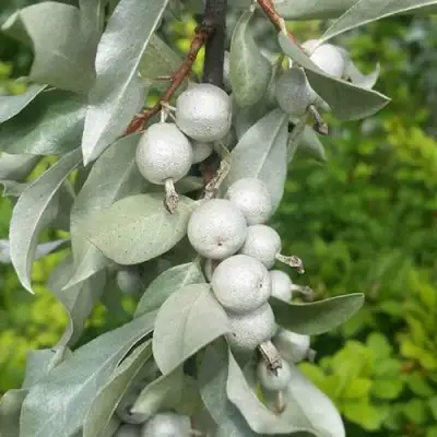 ЛОХ СЕРЕБРИСТЫЙ в Солигорске