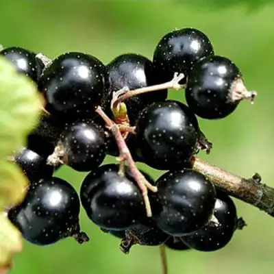 Смородина чёрная ЦЕРЕРА в Солигорске