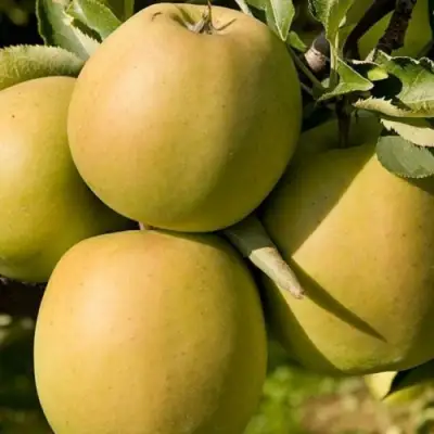 Яблоня МУТСУ в Солигорске