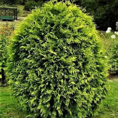 Туя ТИП ТОП западная в Солигорске