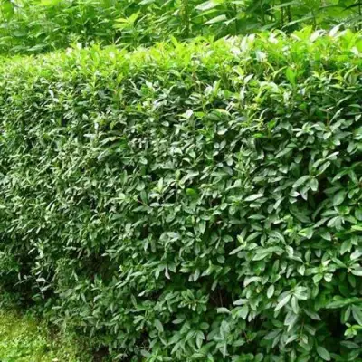 Бирючина обыкновенная в Солигорске