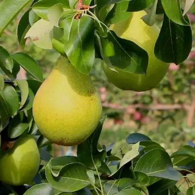 Груша ДОБРЯНКА в Солигорске