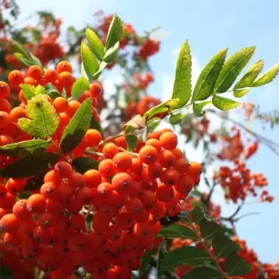 Рябина ВЕФЕД сладкоплодная в Солигорске