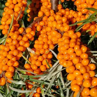 Облепиха ЕЛИЗАВЕТА в Солигорске