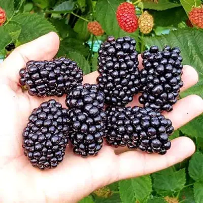 Ежевика ОУАЧИТА бесшипная  в Солигорске