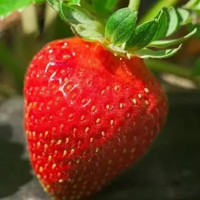 Клубника АЛЬБА в Солигорске