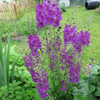 Коровяк ВИОЛЕТТА (вербаскум) в Солигорске