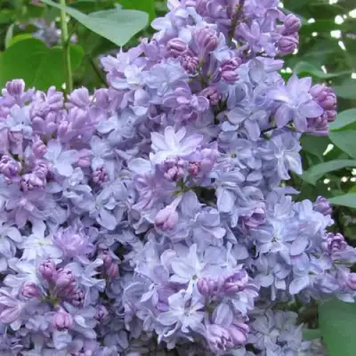 Сирень НЕБО МОСКВЫ в Солигорске