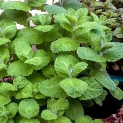 Мята яблочная в Солигорске