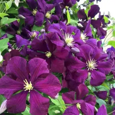 Клематис ПАНТЕР в Солигорске