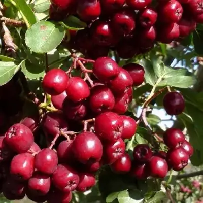 Рябина ГРАНАТНАЯ сладкоплодная в Солигорске