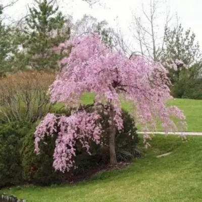 Сакура КИКУ ШИДАРЕ в Солигорске