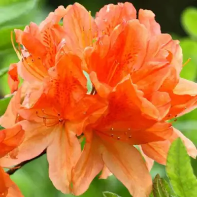 Азалия ГЕЙША ОРАНЖ японская в Солигорске