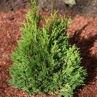 Туя МИКИ западная в Солигорске