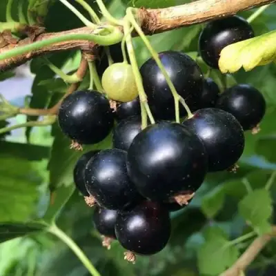 Смородина чёрная ДАБРАДЗЕЯ в Солигорске