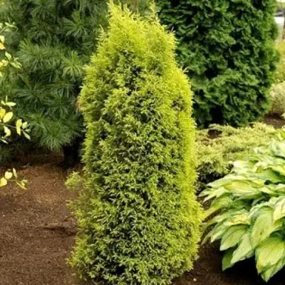 Можжевельник ГОЛД КОН обыкновенный в Солигорске