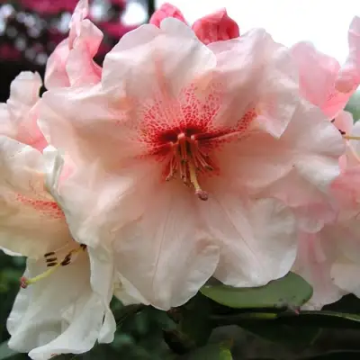 Рододендрон ХАНЯ	 в Солигорске