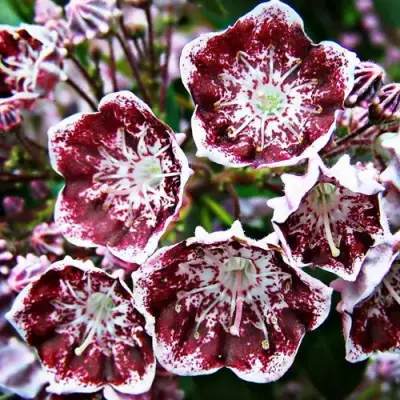 Кальмия БЛЕК ЛЕЙБЛ  в Солигорске