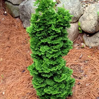 Туя СПИРАЛИС МИНИ западная в Солигорске