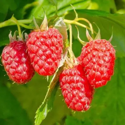 малина Изобильная