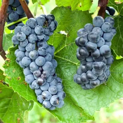 Виноград ВЭЛИАНТ в Солигорске