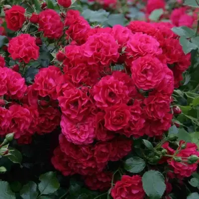 Роза РАДОСТЬ САДОВНИКА (ГАРТЕН ФРОЙДЕ) почвопокровная в Солигорске