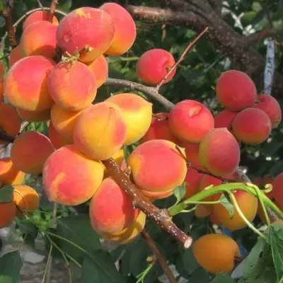 Абрикос РУБИН в Солигорске