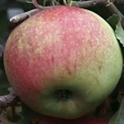 Яблоня СОКОЛОВСКОЕ стелющаяся в Солигорске