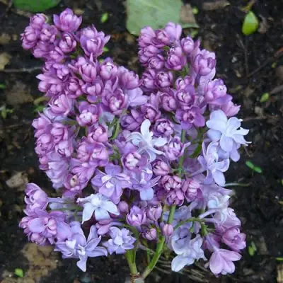 Сирень НАДЕЖДА в Солигорске