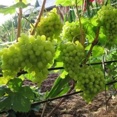 Виноград АЛЕШЕНЬКИН в Солигорске