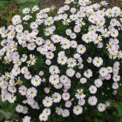 Астра ВАЙС многолетняя в Солигорске