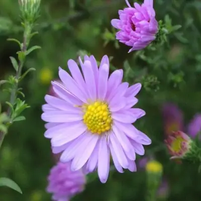 Астра СТРОУБЕРРИ ЭНД КРИМ новобельгийская в Солигорске