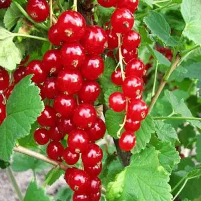 Смородина красная ФЕРТОДИ в Солигорске