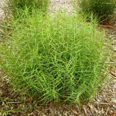 Осока ПАЛЬМОЛИСТНАЯ в Солигорске