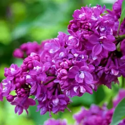 Сирень ОГНИ ДОНБАССА в Солигорске