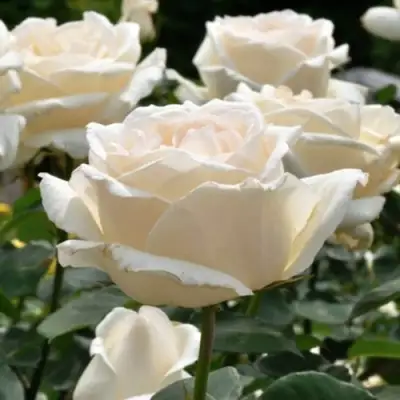 Роза БОИНГ чайно-гибридная в Солигорске