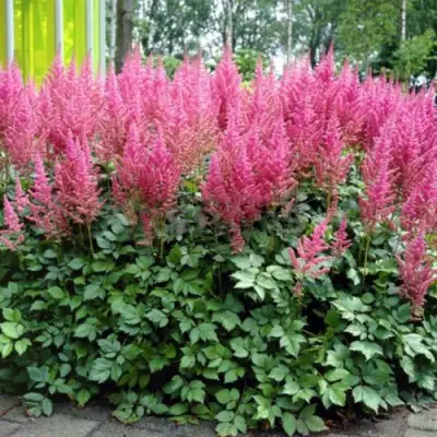 Астильба ВИЖНС ИН ПИНК китайская в Солигорске