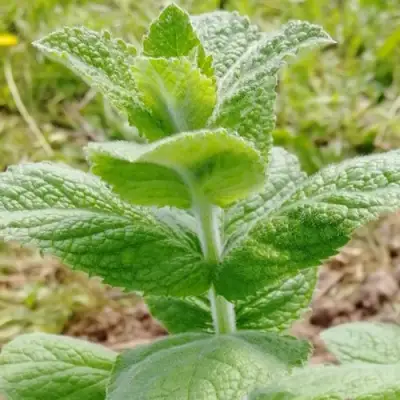 Мята яблочная в Солигорске