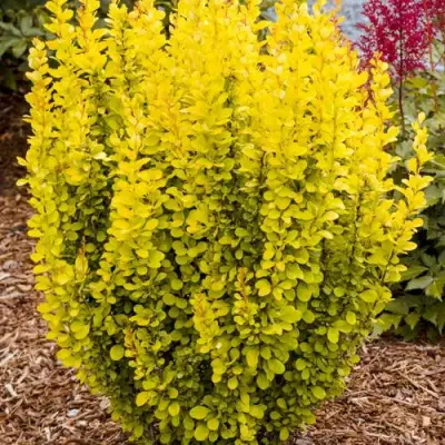 Барбарис ГОЛДЕН ТОРЧ тунберга в Солигорске