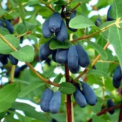 Жимолость съедобная АМФОРА в Солигорске