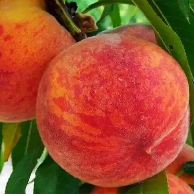 Персик ЗОЛОТОЙ ЮБИЛЕЙ в Солигорске