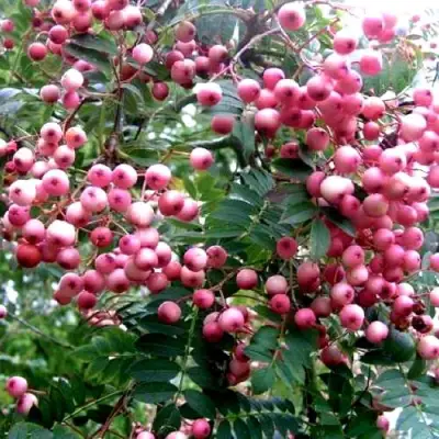 Рябина COREAL сладкоплодная  в Солигорске