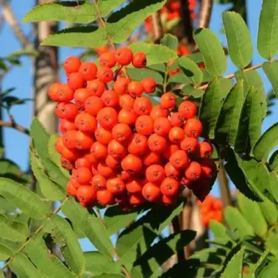 Рябина САХАРНАЯ ПЕТРОВА сладкоплодная в Солигорске