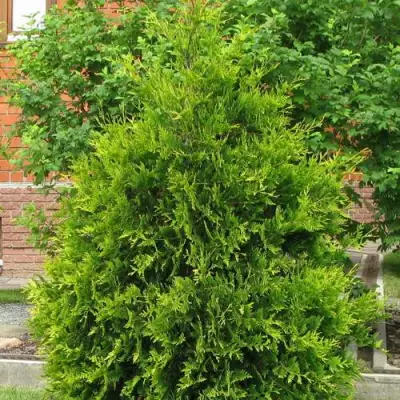 Туя АНЯ (АНИЕ) западная в Солигорске