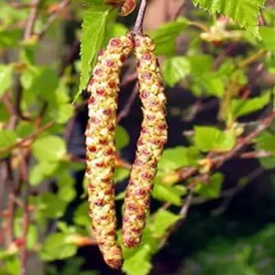 Береза бородавчатая в Солигорске