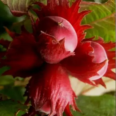 Фундук БАГРЯНЕЦ в Солигорске