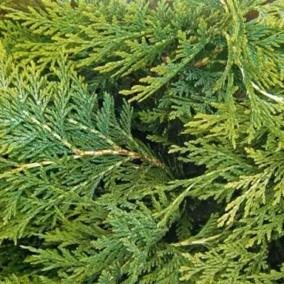 Кипарисовик ЭЛВУДИ ЭМПАЙР лавсона в Солигорске