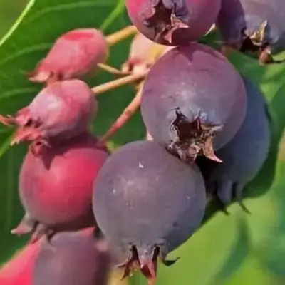 Ирга MANDAN в Солигорске