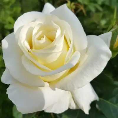 Роза МОНДИАЛЬ чайно-гибридная в Солигорске